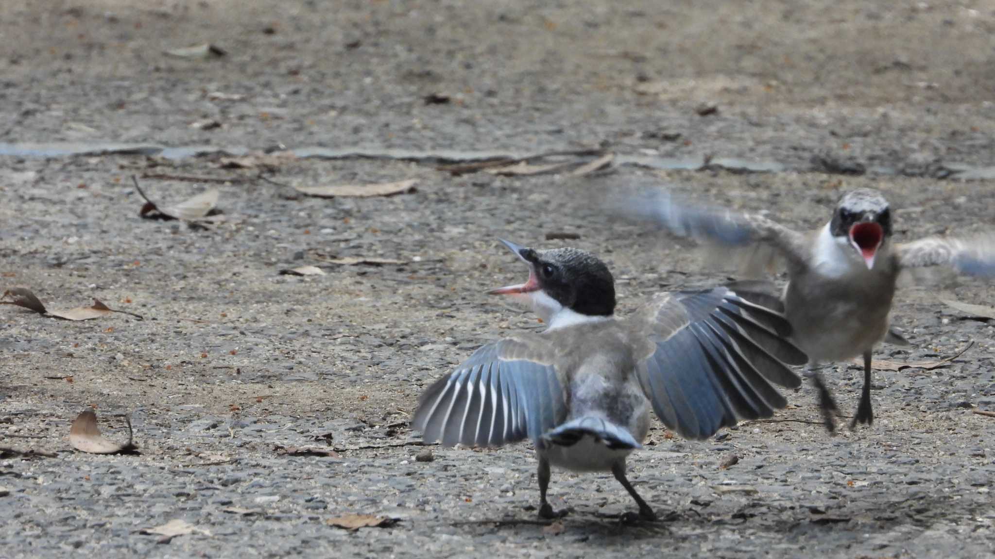  オナガの写真