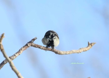 シジュウカラ 北海道　道東 2018年2月27日(火)