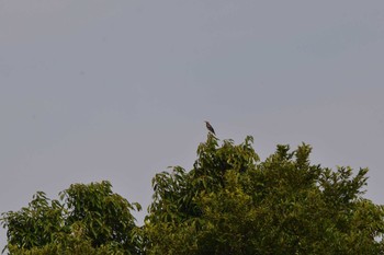 2023年7月3日(月) 長浜公園の野鳥観察記録