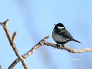 シジュウカラ 北海道　道東 2018年2月27日(火)