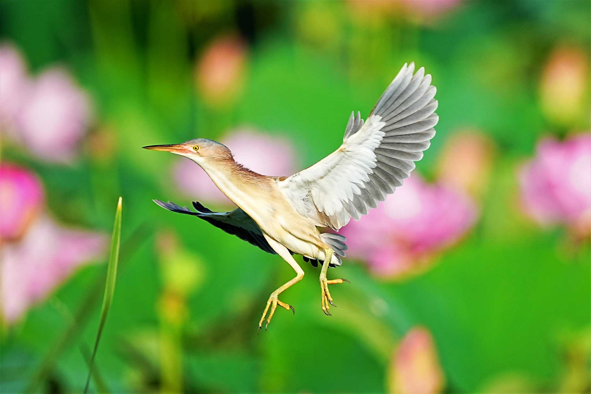 館林 ヨシゴイの写真