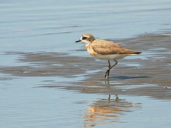 Siberian Sand Plover Sambanze Tideland Tue, 7/31/2018