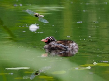 2023年7月1日(土) 五天山公園(札幌市西区)の野鳥観察記録