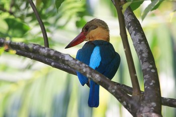 コウハシショウビン Hindhede Nature Park (Singapore) 2018年7月13日(金)