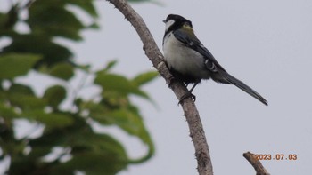 シジュウカラ 葛西臨海公園 2023年7月3日(月)