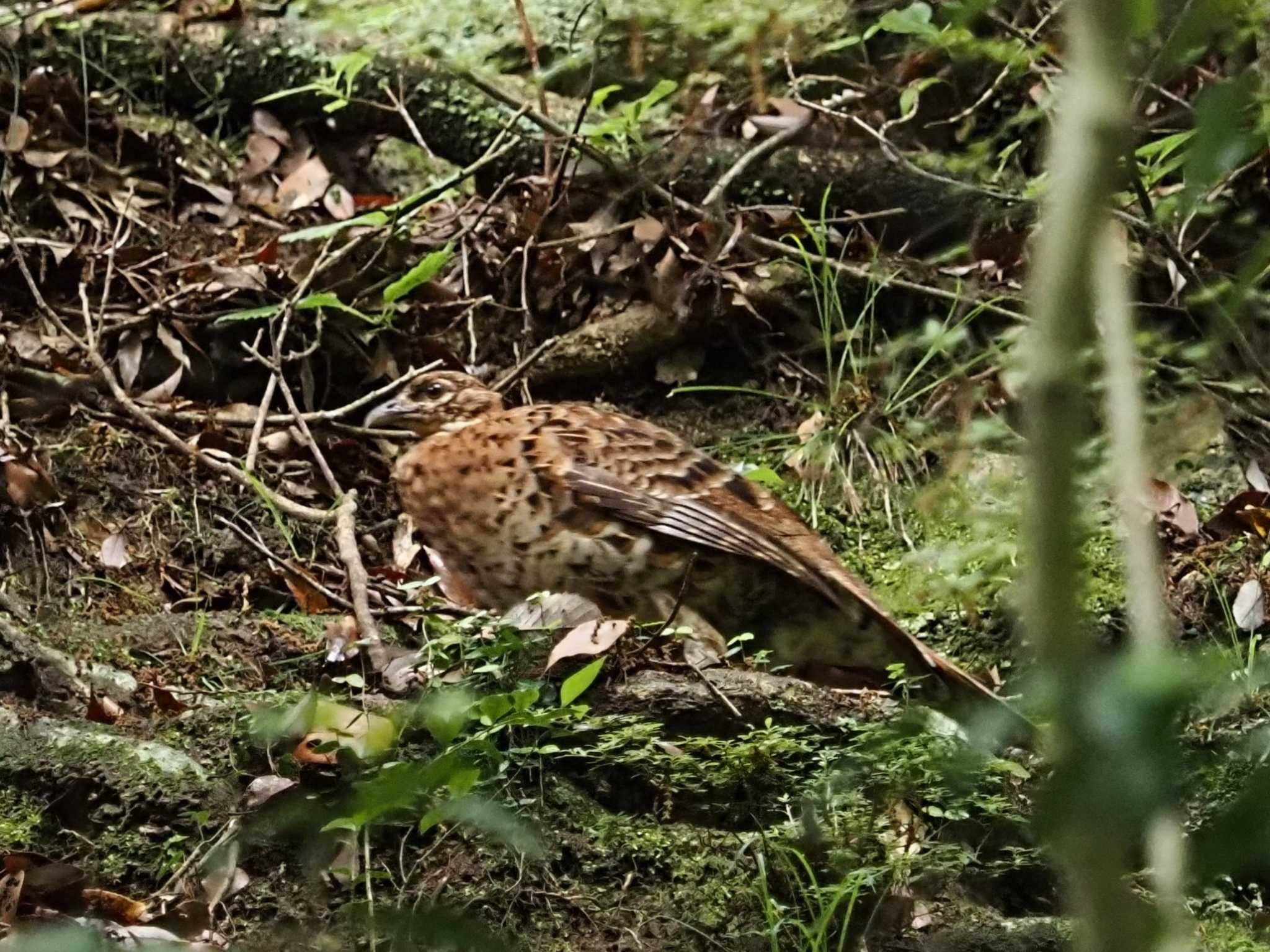 摩耶山 ヤマドリの写真