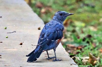 Blue Rock Thrush Miyako Island Fri, 6/30/2023