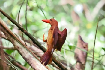 Ruddy Kingfisher(bangsi) Miyako Island Fri, 6/30/2023