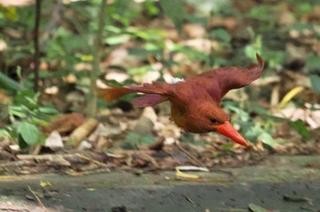 Ruddy Kingfisher(bangsi) Miyako Island Fri, 6/30/2023