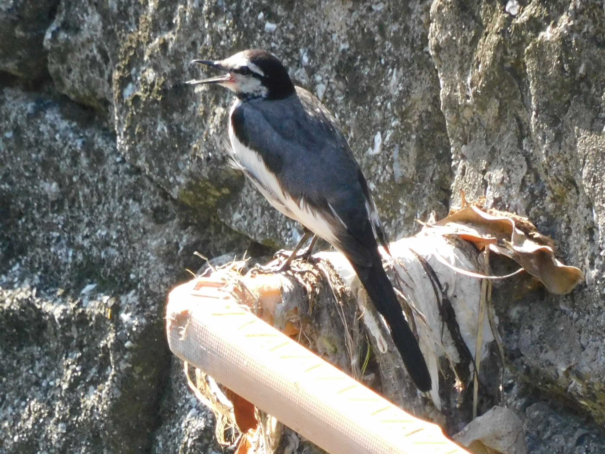 平和の森公園、妙正寺川 ハクセキレイの写真