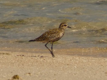 Pacific Golden Plover Yoron Island Mon, 8/6/2018