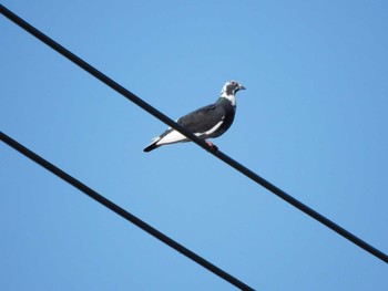 2023年7月2日(日) 平和の森公園、妙正寺川の野鳥観察記録