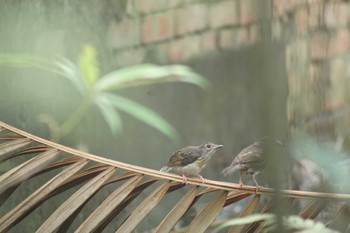 アカハラシキチョウ 台北植物園 2023年6月5日(月)