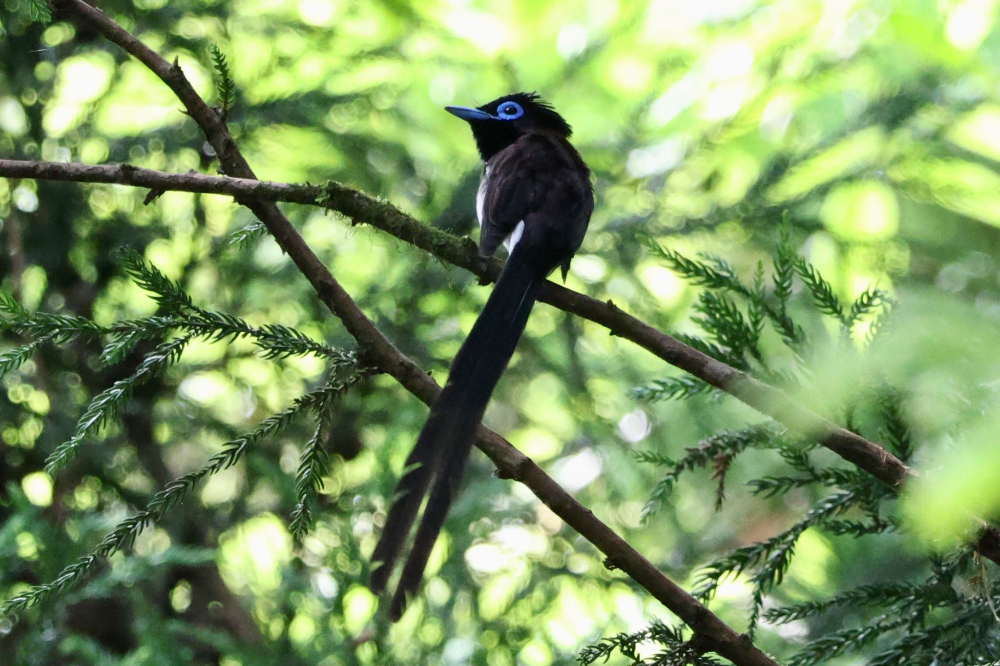  サンコウチョウの写真