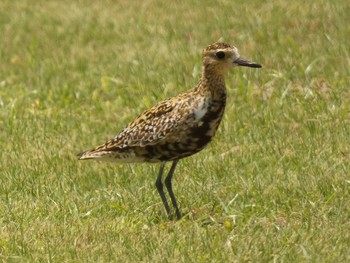 Pacific Golden Plover Yoron Island Tue, 8/7/2018