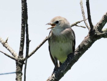 Chestnut-cheeked Starling JGSDF Kita-Fuji Exercise Area Sun, 7/2/2023