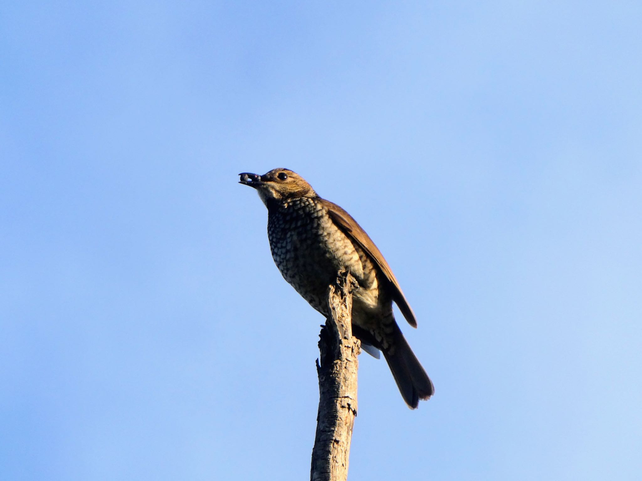 Ourimbah, NSW, Australia フウチョウモドキの写真 by Maki