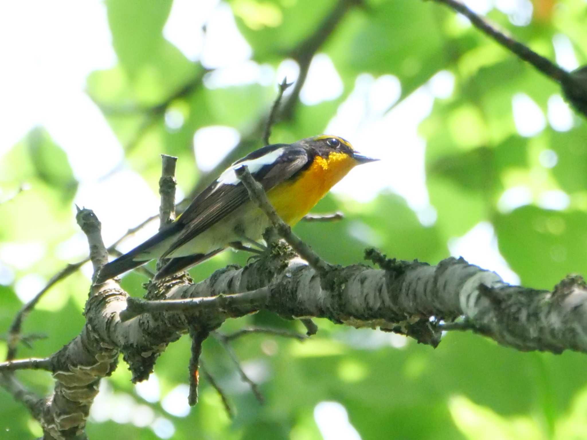 秩父 キビタキの写真 by little birds