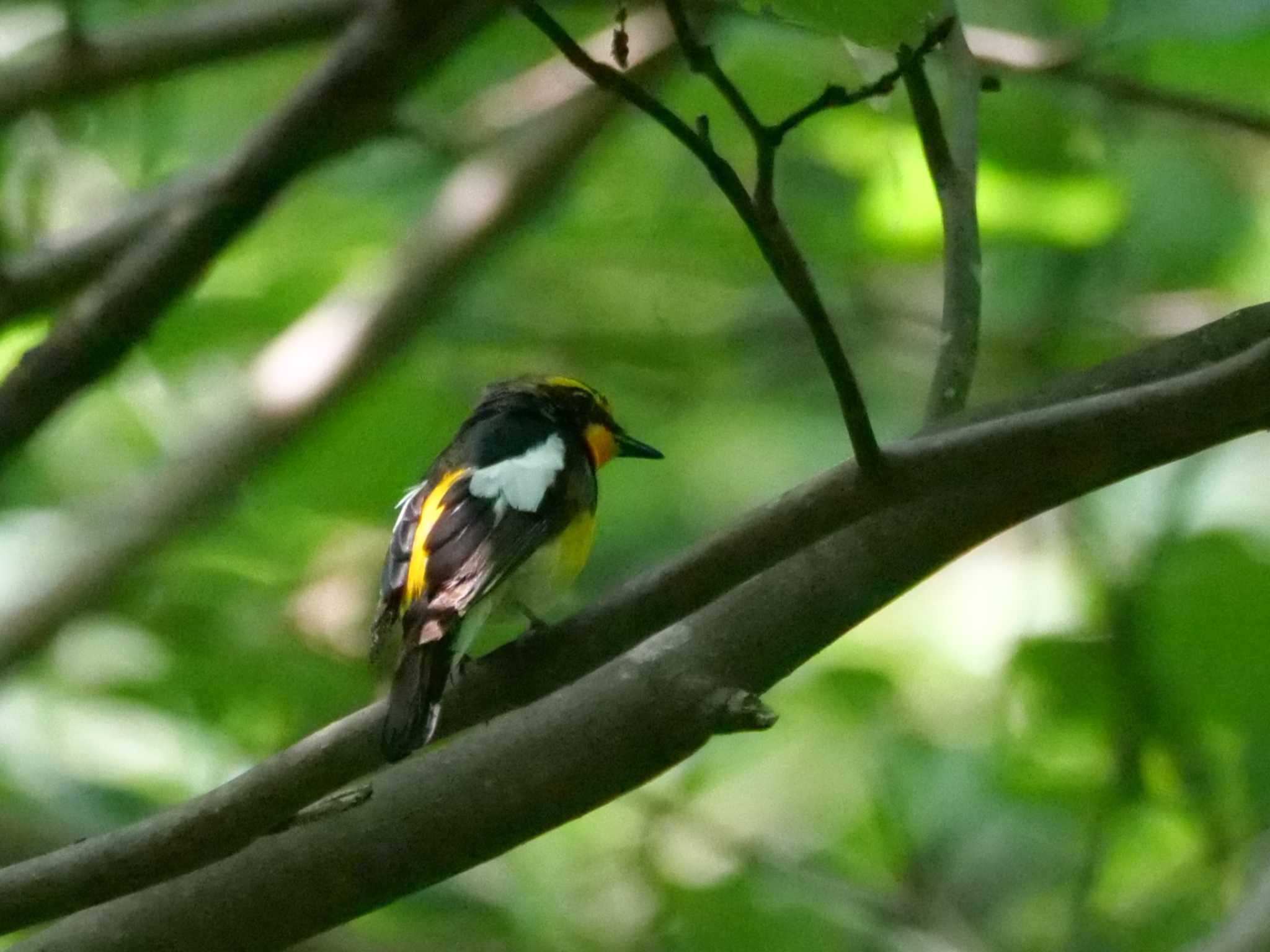 キビタキ3態・抜粋。