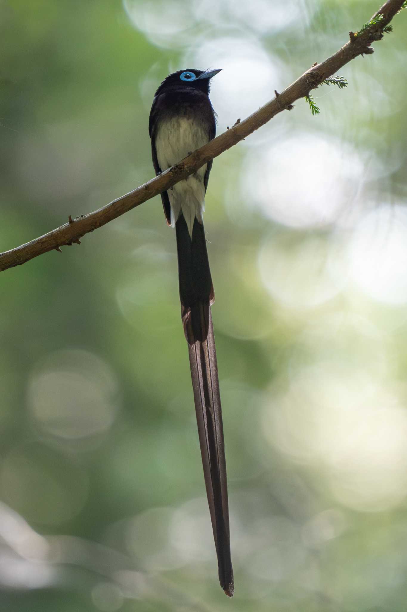  サンコウチョウの写真