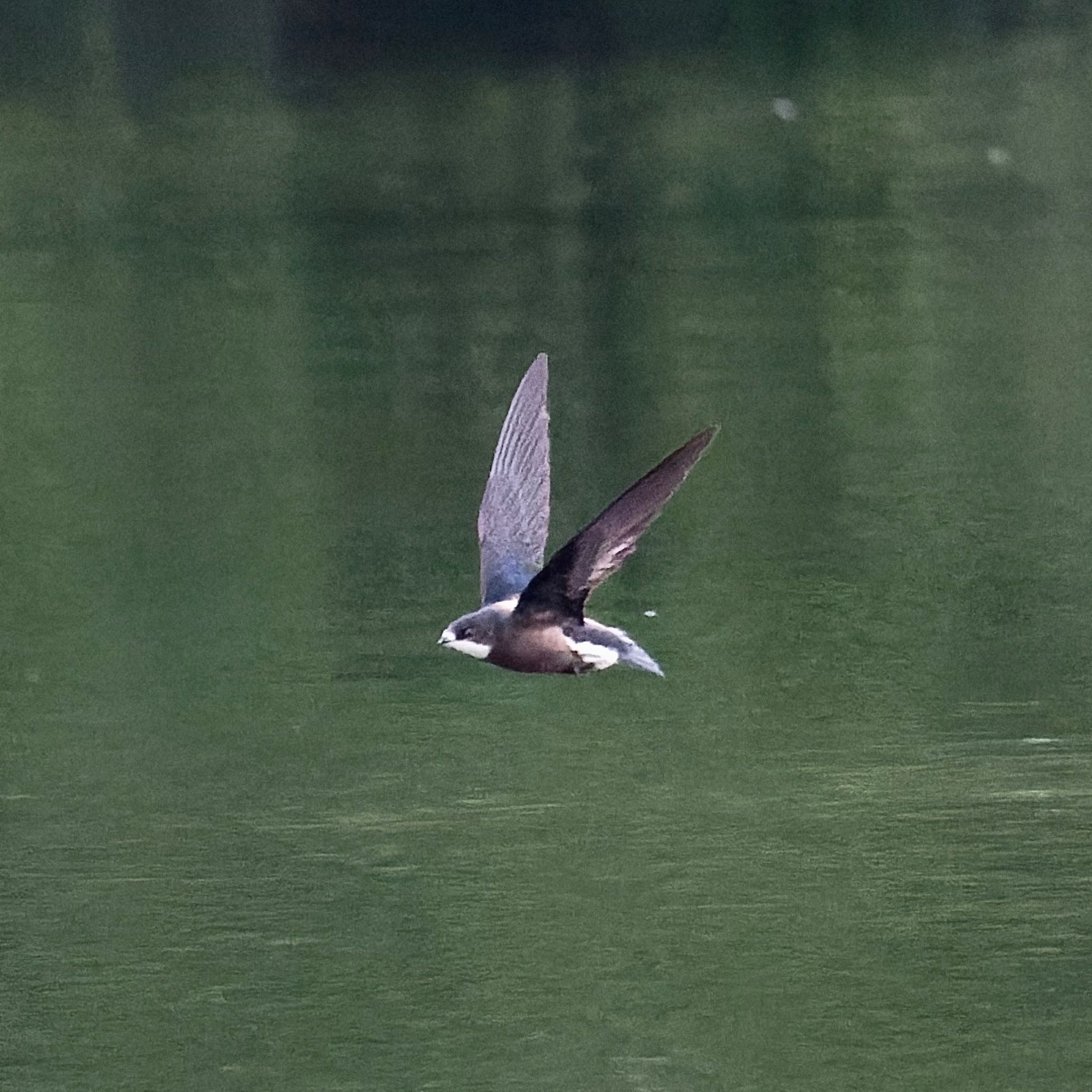 西岡公園(西岡水源地) ハリオアマツバメの写真