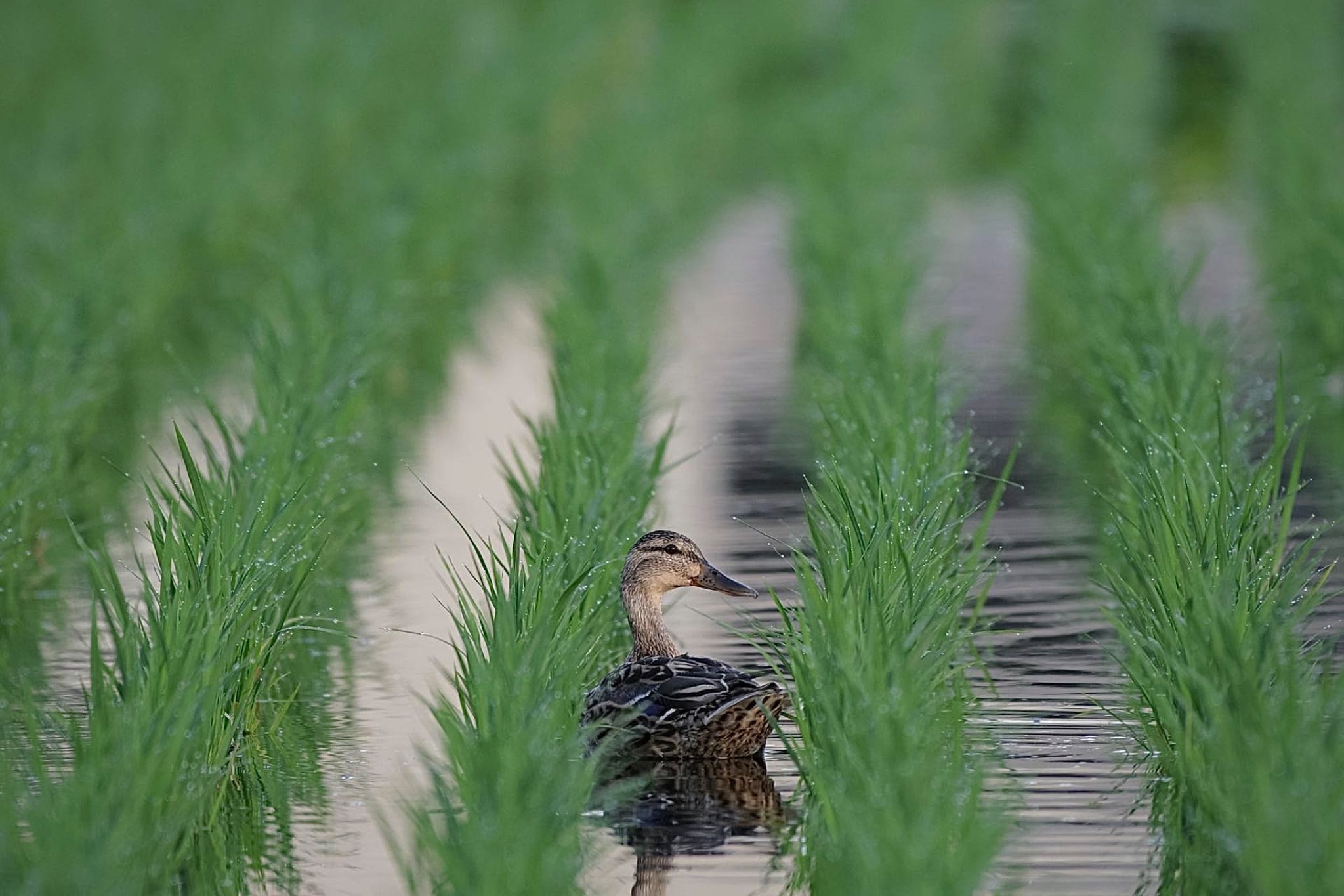 Photo of Mallard at 農村公園(富士吉田市) by 關本 英樹