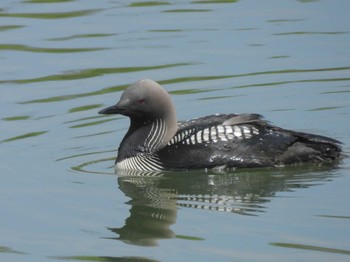 Pacific Loon 淀川 Mon, 7/3/2023