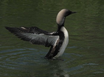 Pacific Loon 淀川 Mon, 7/3/2023