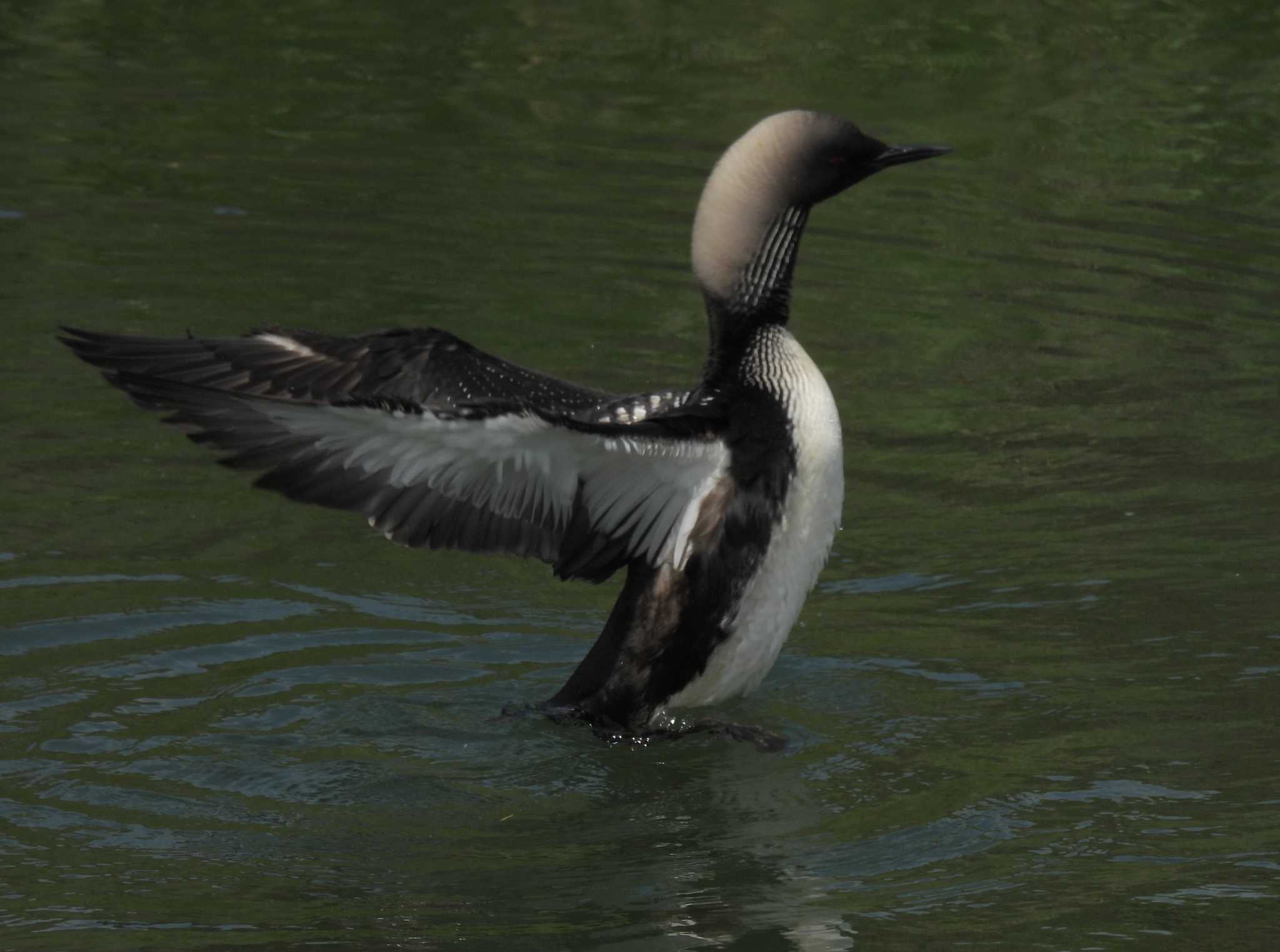 Photo of Pacific Loon at 淀川 by ゆりかもめ