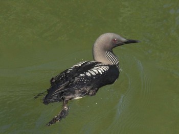 Pacific Loon 淀川 Mon, 7/3/2023