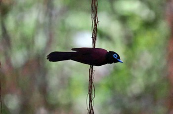 Black Paradise Flycatcher Miyako Island Sat, 7/1/2023