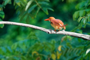 Ruddy Kingfisher Unknown Spots Sun, 7/2/2023