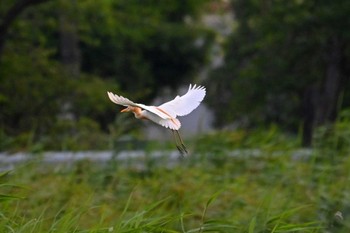 アマサギ 伊佐沼 2023年6月26日(月)