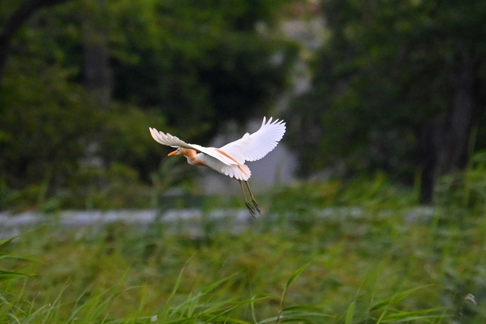 アマサギ