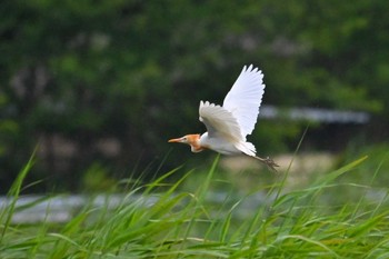 アマサギ 伊佐沼 2023年6月26日(月)