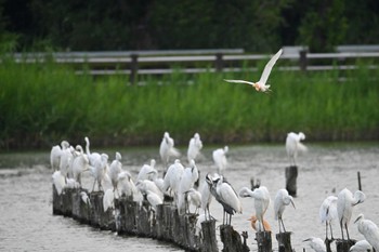 アマサギ 伊佐沼 2023年6月26日(月)