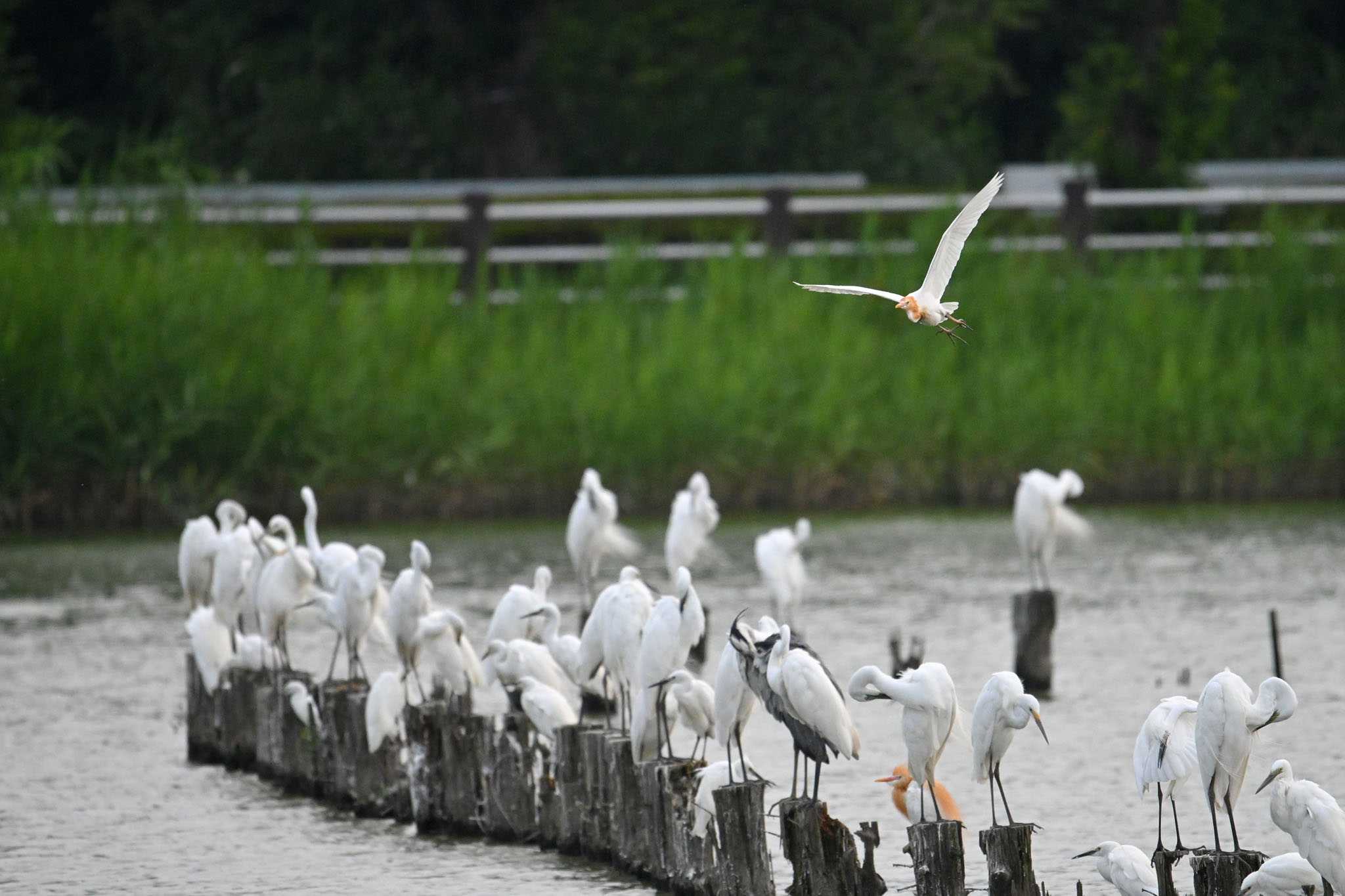 アマサギ来てる