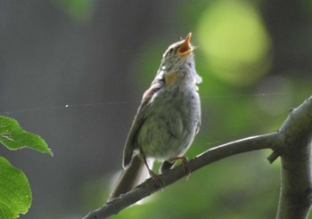 Japanese Bush Warbler 東京都立桜ヶ丘公園(聖蹟桜ヶ丘) Sun, 7/2/2023