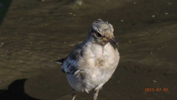 Wagtail Kasai Rinkai Park Sun, 7/2/2023