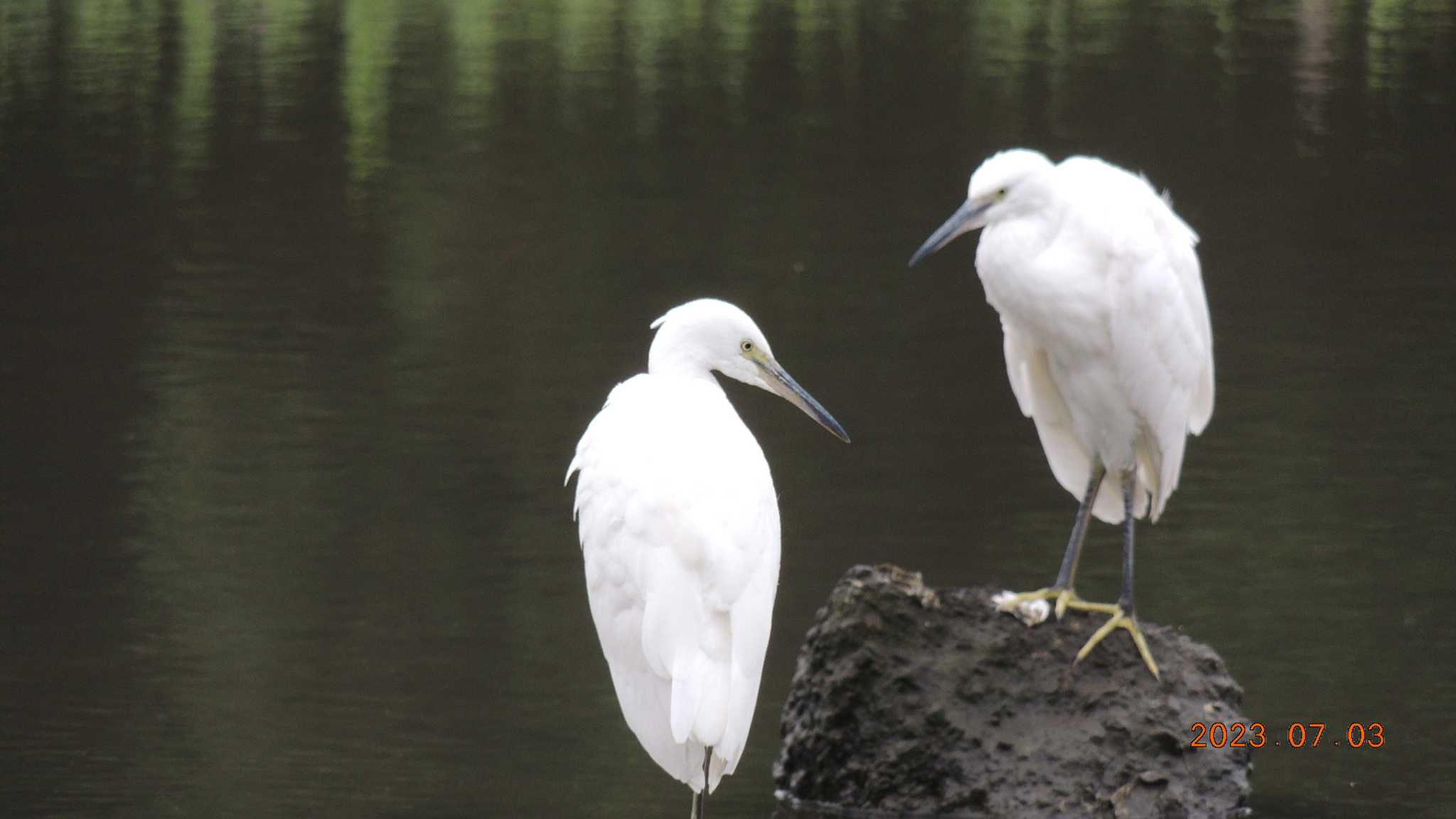 葛西臨海公園 コサギの写真