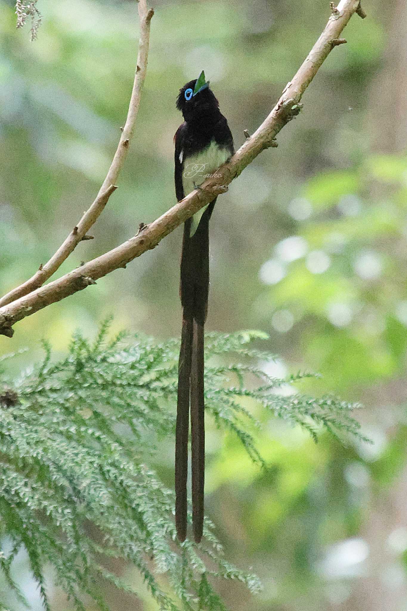  サンコウチョウの写真