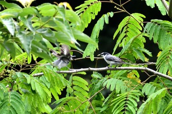 Ashy Minivet Unknown Spots Sun, 6/25/2023