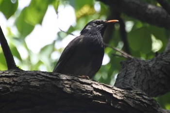 White-cheeked Starling 大阪府堺市 Sun, 7/2/2023