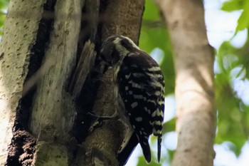 Japanese Pygmy Woodpecker 大阪府堺市 Sun, 7/2/2023