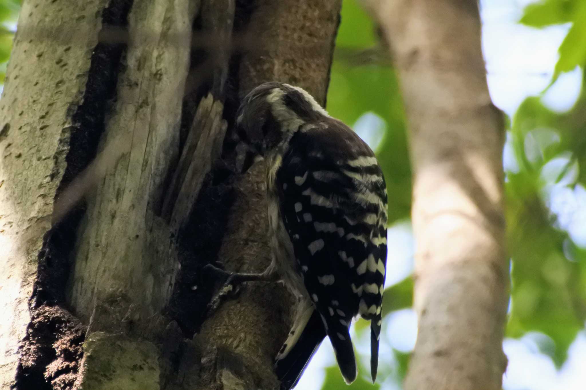 Photo of Japanese Pygmy Woodpecker at 大阪府堺市 by ひないつ☃️ⓨⓤⓚⓘ達磨改