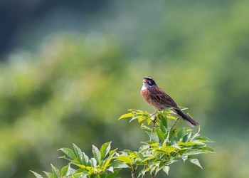 Meadow Bunting 伊吹山 Sat, 8/4/2018