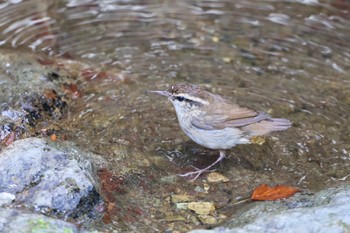 ヤブサメ 早戸川林道 2023年7月3日(月)