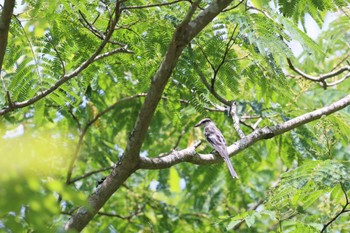 サンショウクイ 早戸川林道 2023年7月3日(月)