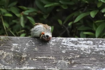 Eurasian Tree Sparrow 大阪府堺市 Sun, 7/2/2023