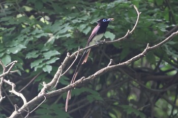 Black Paradise Flycatcher 神奈川県横浜市 Mon, 6/26/2023